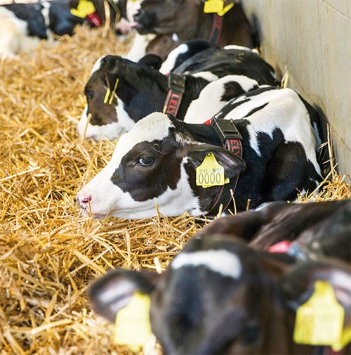 Rearing calves when the seasons get difficult