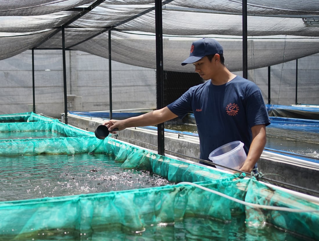 Using genetics to improve yields for fish farmers in Indonesia