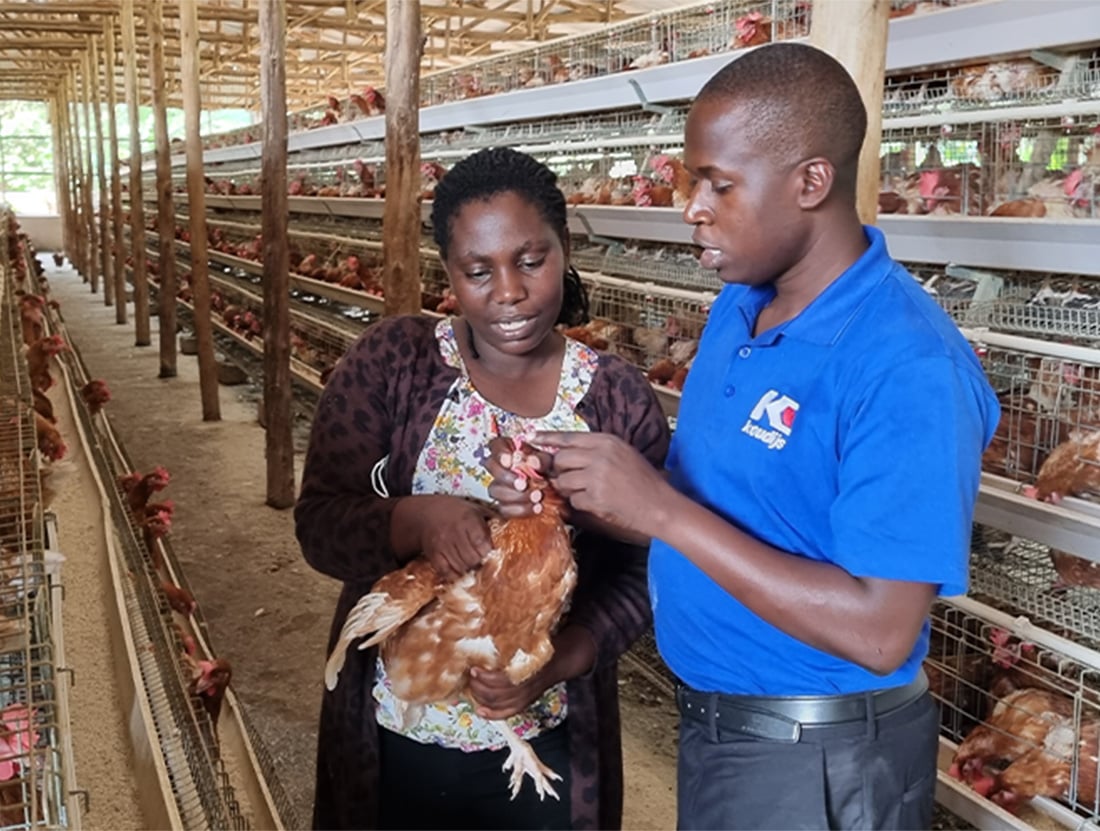 developing-digital-coaching-for-poultry-farmers-in-africa